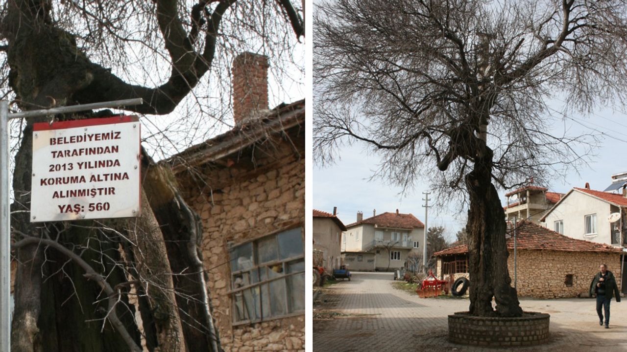 Ulubey Avgan'da köyün uğuru çıtlık ağacının adı mahalleye verildi!