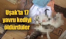 Uşak'ta 17 yavru kediyi öldürdüler