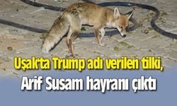 Uşak'ta Trump adı verilen tilki, Arif Susam hayranı çıktı