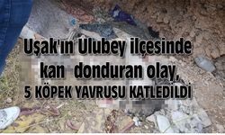 Uşak'ın Ulubey ilçesinde kan donduran olay, 5 köpek yavrusu katledildi