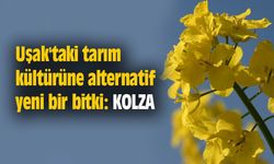 Uşak'ın tarım kültürüne alternatif yeni bir bitki: Kolza