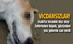 Uşak'ta insanlık dışı olay: Zehirlenen köpek, gözünden yaş gelerek can verdi