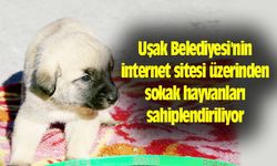 Uşak Belediyesi'nin internet sitesi üzerinden sokak hayvanları sahiplendiriliyor