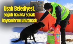 Uşak Belediyesi, soğuk havada sokak hayvanlarını unutmadı