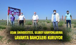 Uşak Üniversitesi, Ulubey kanyonlarında lavanta bahçesi kurdu