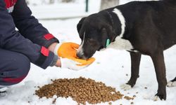 Uşak Belediyesi ekipleri, soğukta yiyecek bulamayan sokak hayvanlarına destek oldu