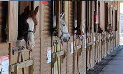 Uşak'ta ayrılan çiftlerin icra yoluyla çocuk teslimi için at çiftliği uygun görüldü