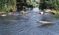 Gediz Nehri'nin kirlenmesi gıdaya erişimi engelliyor