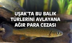 Uşak'ta bu balık türlerini avlayana ağır para cezası