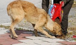 Belediyeler başıboş köpek sorununa yeterince eğilmiyor