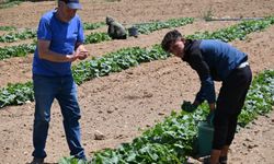 Eşme Uluyayla'da kayrak toprakta yetişen salatalık, Türkiye ve Avrupa soflarında turşu olarak yerini alıyor