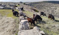 Uşak'ta keçi çanları ve hafif rüzgarda huzurlu bir ortam!