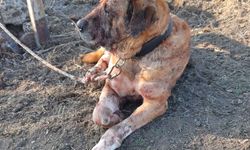 Sandıklı'da köpekleri dövüştüren 48 kişi yakalandı