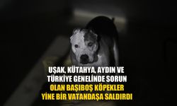 Başıboş köpek 82 yaşındaki kadını yaraladı!