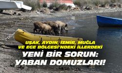 Bizi bekleyen sorunlara yaban domuzları da ekleniyor!