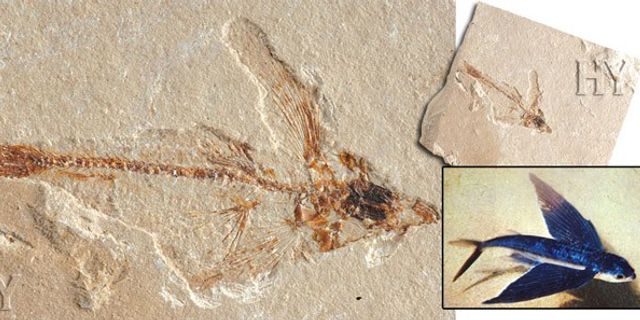 Çin'de 'uçan balık' fosili bulundu