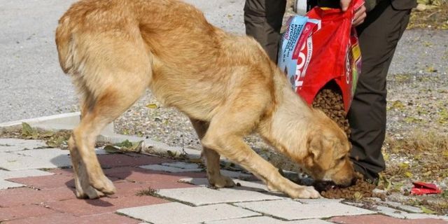 Başıboş köpekler büyük bir sorun ama kurumlar buna karşı duyarsız