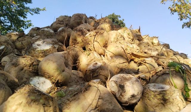 Uşak, Manisa ve Denizli gibi illerde yoğun olarak üretilen pancarın fiyatlarının düşük olduğunu vurguladı