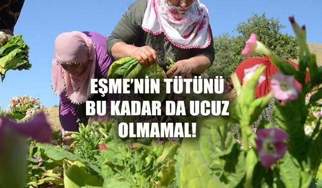 Eşme'nin tütünü 2 paket sigara parası etmedi! Üretici büyük sıkıntı içinde!