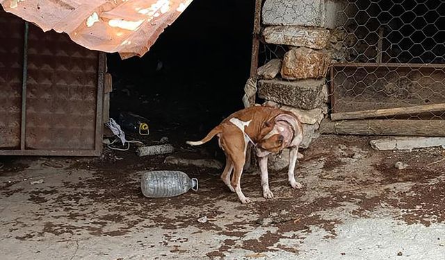 Salihli'de pitbull besleyen 2 kişiye 304 bin TL ceza yazıldı