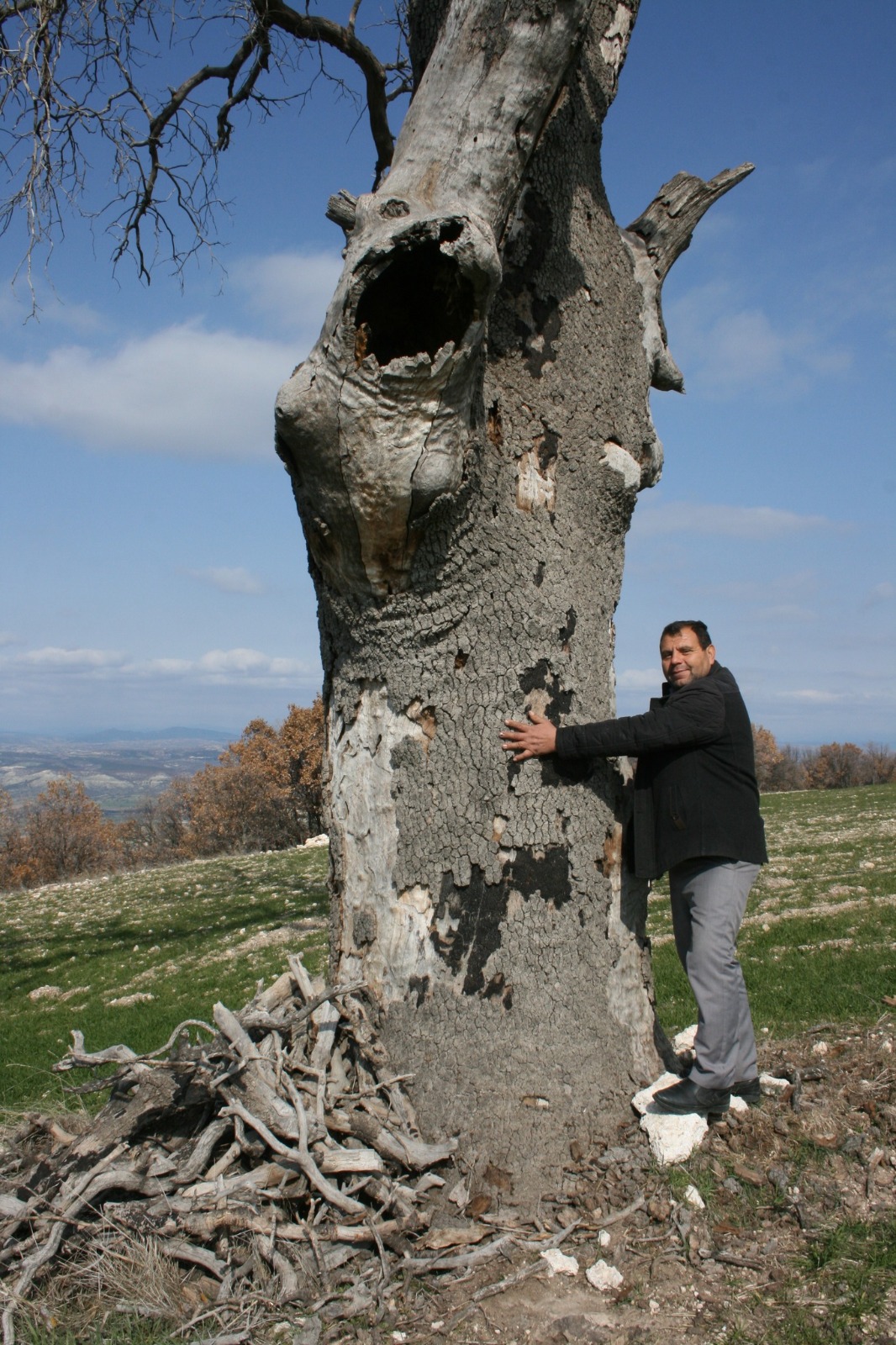 Uşak Ağaç+++