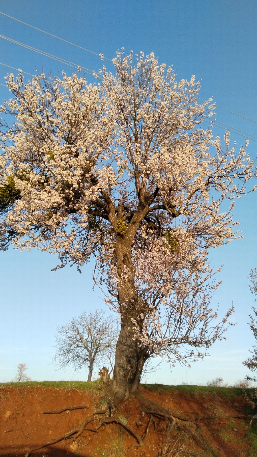 Ağaç Çiçek Uşak